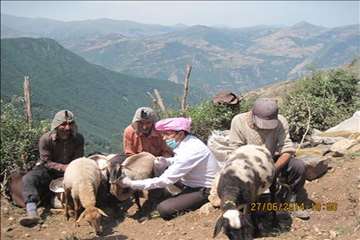 اقدامات پیشگیرانه اداره کل دامپزشکی گیلان علیه لمپی اسکین