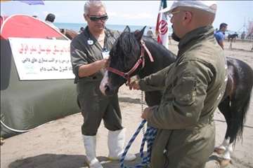 فعالیتهای شبکه دامپزشکی انزلی در جشنواره ملی اسب کاسپین