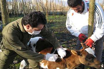 خدمات بهداشتی پیشگیری دامپزشکی گیلان -دهه فجر 94