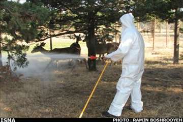 اقدامات پیشگیرانه اداره کل دامپزشکی گیلان علیه لمپی اسکین