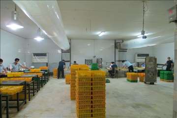 بازدید ریاست سازمان دامپزشکی کشور بهمراه هیئت روسی از مراکز تحت نظارت دامپزشکی گیلان(جوجه کشی و کشتا