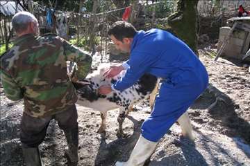 خدمات بهداشتی پیشگیری دامپزشکی گیلان -دهه فجر 94