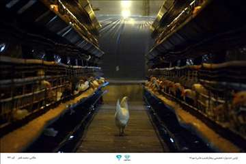 عکسهای منتخب جشنواره تخصصی بیطار