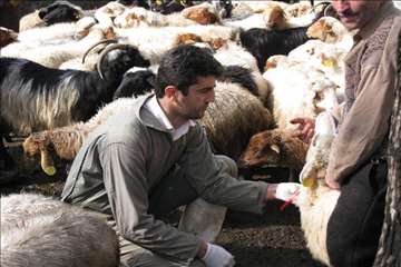 خدمات بهداشتی پیشگیری دامپزشکی گیلان -دهه فجر 94