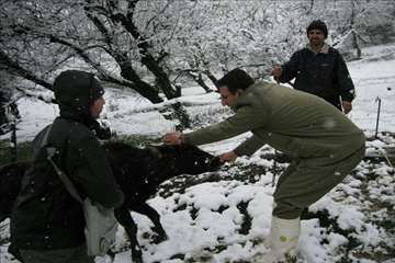 بازدید مدیر کل دامپزشکی گیلان از طرح تجمیع خدمات بهداشتی و دیدار با دامداران عشایر تالش