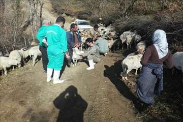 طرح بروسلوز در ییلاقات رودسر