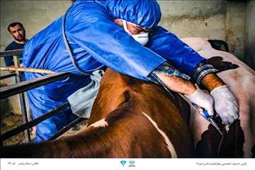 عکسهای منتخب جشنواره تخصصی بیطار