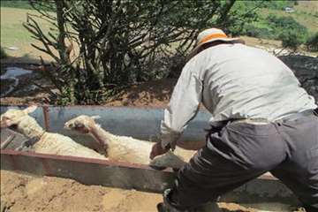 پیشگیری از CCHF