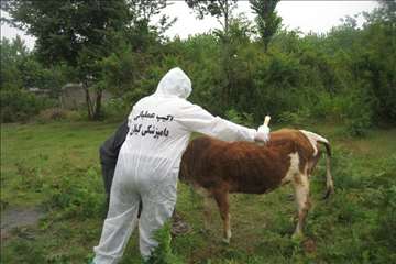 اقدامات پیشگیرانه اداره کل دامپزشکی گیلان علیه لمپی اسکین