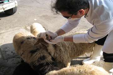 نظارت بهداشتی عید قربان به روایت تصویر(94)-گیلان