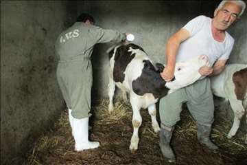 حمام ضد کنه  در مناطق ییلاقی گیلان