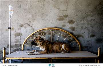 عکسهای منتخب جشنواره تخصصی بیطار