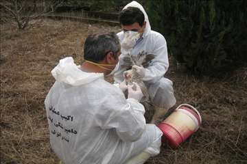 خدمات بهداشتی پیشگیری دامپزشکی گیلان -دهه فجر 94