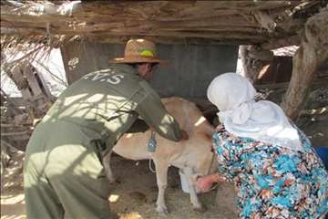 اقدامات پیشگیرانه اداره کل دامپزشکی گیلان علیه لمپی اسکین