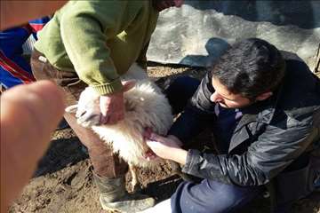 خدمات بهداشتی پیشگیری دامپزشکی گیلان -دهه فجر 94