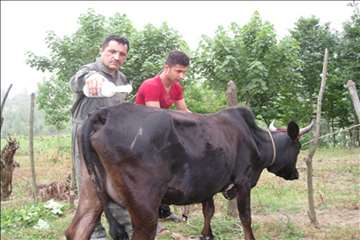 اقدامات پیشگیرانه اداره کل دامپزشکی گیلان علیه لمپی اسکین