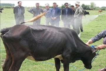 اقدامات پیشگیرانه اداره کل دامپزشکی گیلان علیه لمپی اسکین