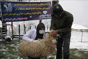 خدمات بهداشتی پیشگیری دامپزشکی گیلان -دهه فجر 94