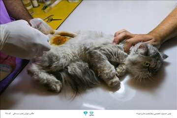 عکسهای منتخب جشنواره تخصصی بیطار