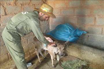 اقدامات پیشگیرانه اداره کل دامپزشکی گیلان علیه لمپی اسکین