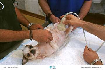 عکسهای منتخب جشنواره تخصصی بیطار