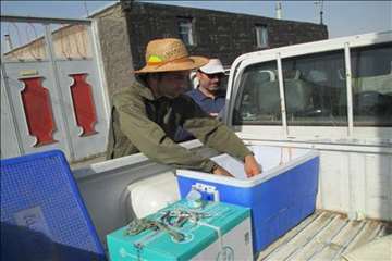 اقدامات پیشگیرانه اداره کل دامپزشکی گیلان علیه لمپی اسکین