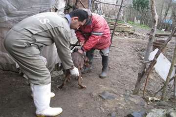 خدمات بهداشتی پیشگیری دامپزشکی گیلان -دهه فجر 94