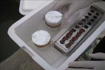 فعالیتهای اداره آبزیان گیلان