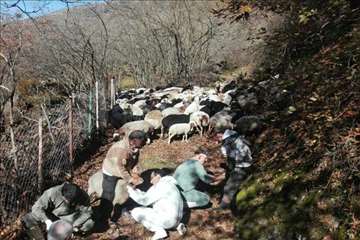 طرح بروسلوز در ییلاقات رودسر