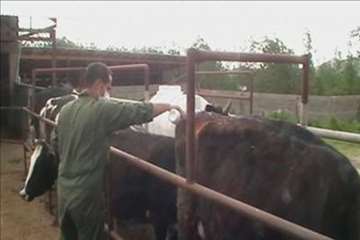 اقدامات پیشگیرانه اداره کل دامپزشکی گیلان علیه لمپی اسکین