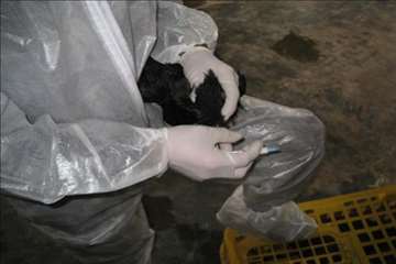 فعالیت های دامپزشکی گیلان در دهه فجر 1393