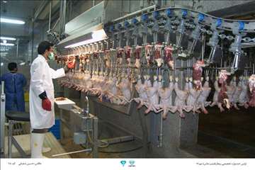 عکسهای منتخب جشنواره تخصصی بیطار