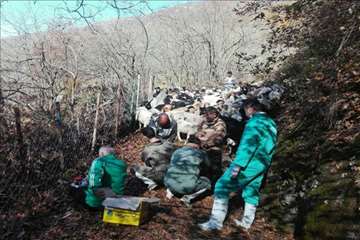 طرح بروسلوز در ییلاقات رودسر