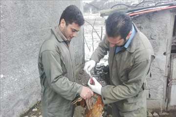 خدمات بهداشتی پیشگیری دامپزشکی گیلان -دهه فجر 94