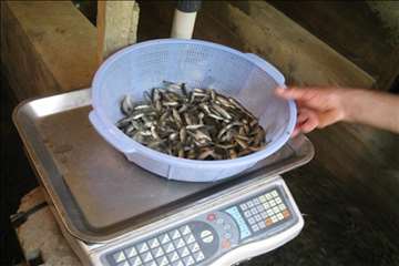 فعالیتهای اداره آبزیان گیلان