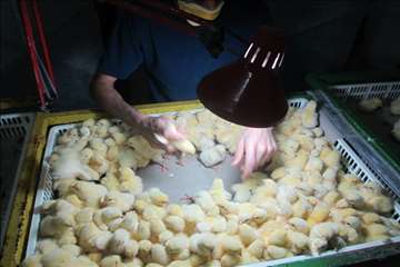 بازدید ریاست سازمان دامپزشکی کشور بهمراه هیئت روسی از مراکز تحت نظارت دامپزشکی گیلان(جوجه کشی و کشتا