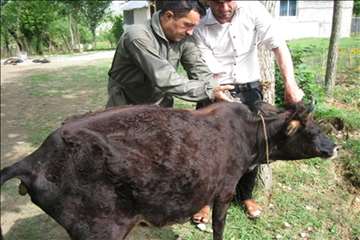 اقدامات پیشگیرانه اداره کل دامپزشکی گیلان علیه لمپی اسکین