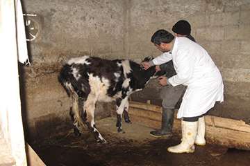 خدمات بهداشتی پیشگیری دامپزشکی گیلان -دهه فجر 94