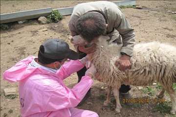 حمام ضد کنه  در مناطق ییلاقی گیلان