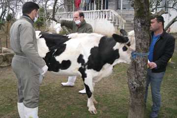 خدمات بهداشتی پیشگیری دامپزشکی گیلان -دهه فجر 94