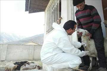 طرح بروسلوز در ییلاقات رودسر