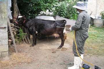 اقدامات پیشگیرانه اداره کل دامپزشکی گیلان علیه لمپی اسکین