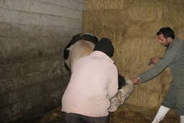 فعالیت های دامپزشکی گیلان در دهه فجر 1393