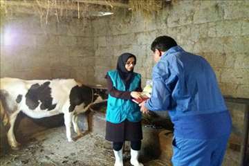 طرح بروسلوز در ییلاقات رودسر