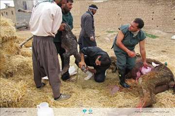 عکسهای منتخب جشنواره تخصصی بیطار