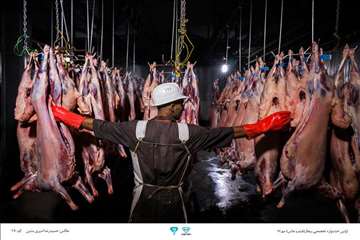 عکسهای منتخب جشنواره تخصصی بیطار