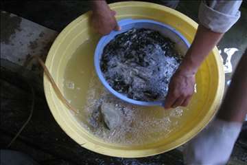 فعالیتهای اداره آبزیان گیلان