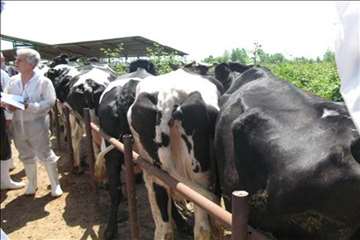 کلاسهای ترویجی بیماری سل و بروسلوز