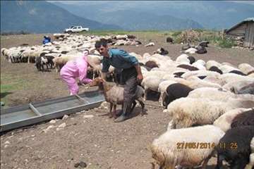 حمام ضد کنه  در مناطق ییلاقی گیلان