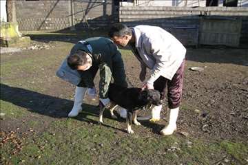 خدمات بهداشتی پیشگیری دامپزشکی گیلان -دهه فجر 94